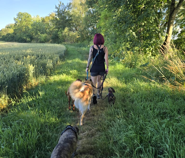 Dogz Erding Gassi-Service