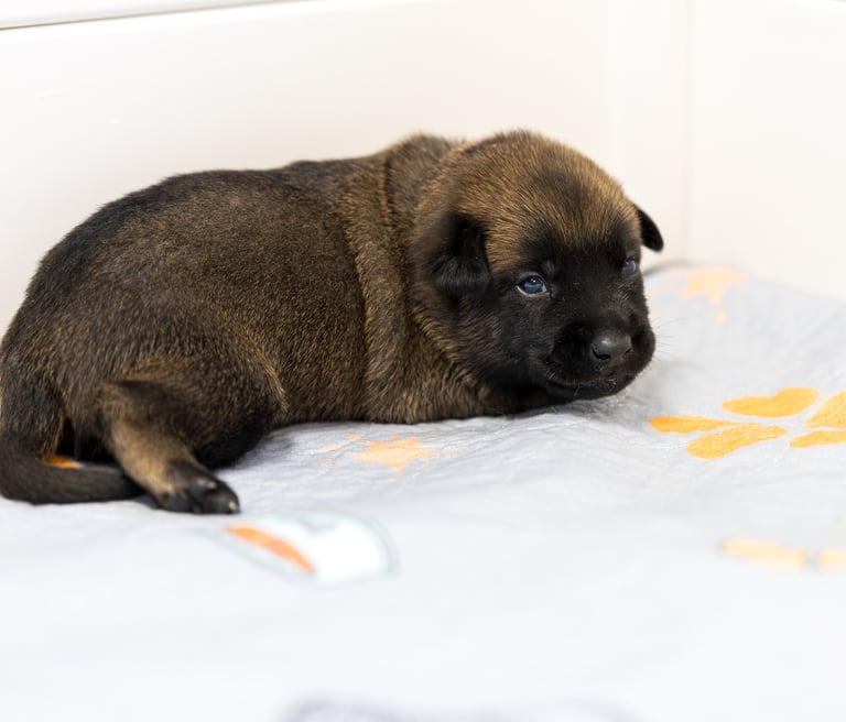 Belgian Malinois puppies for sale in Florida. Five males and three females available. July 11th 2026