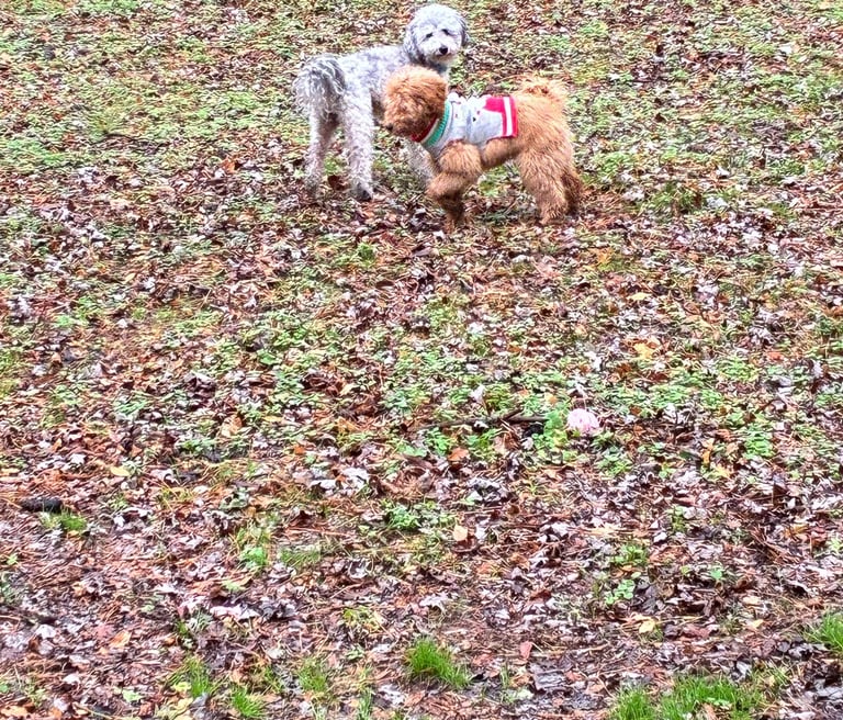 Dogs socializing at Raising Paws daycare in Forest Park Georgia.