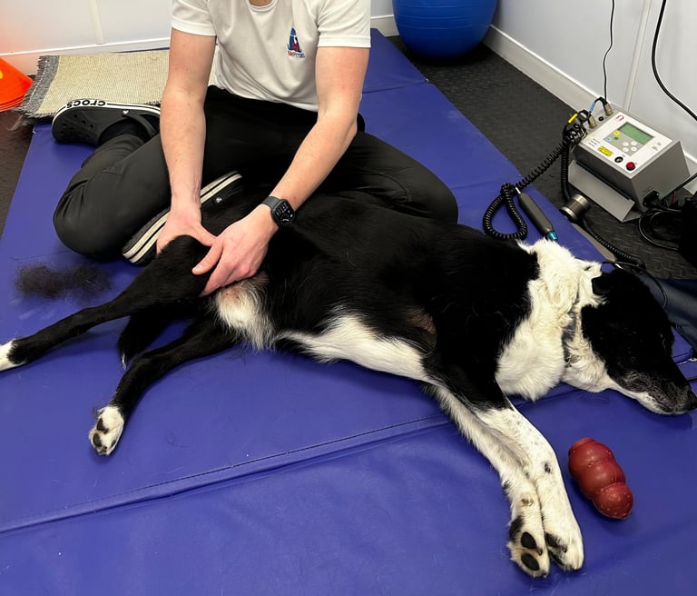 Veterinary Physiotherapist