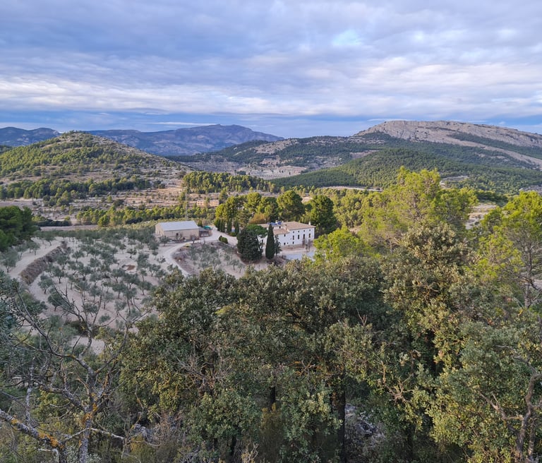 Huile d'olive vierge extra écologique et son environnement idéal