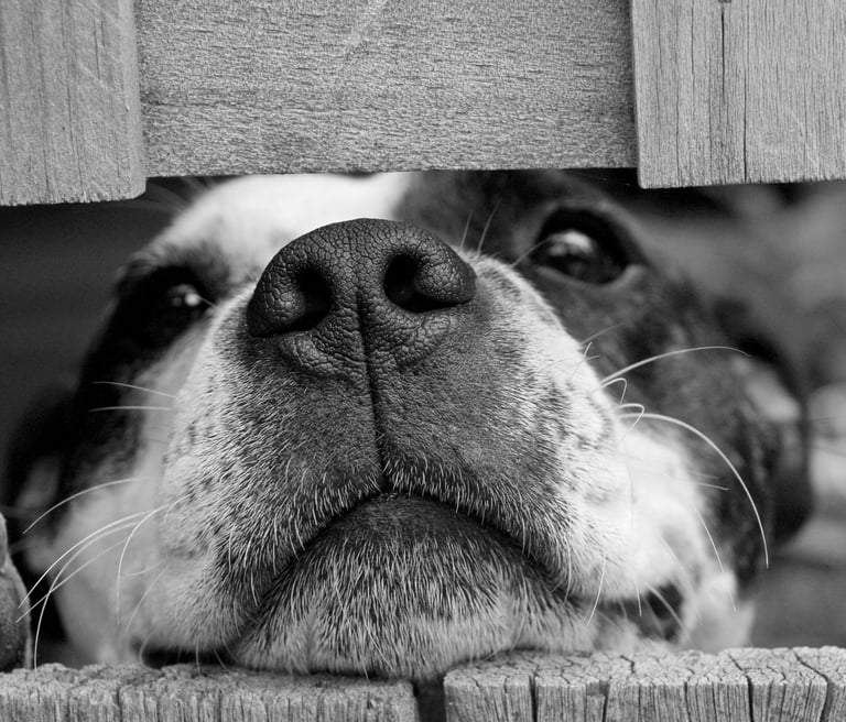 Black and white image of a dog resting their head on a fence