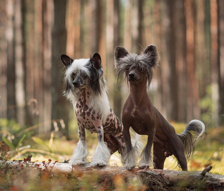 two dogs are standing on a log log