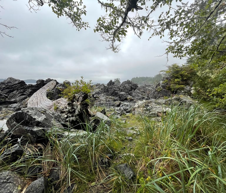 A coastal scene showing driftwood, vegetation, and rocks.