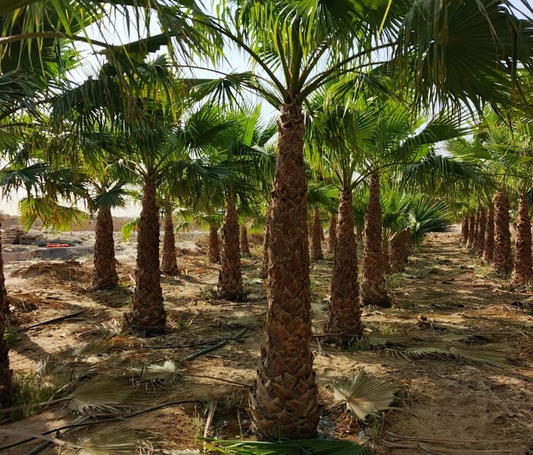 زراعة نخيل واشنطني للمزارع