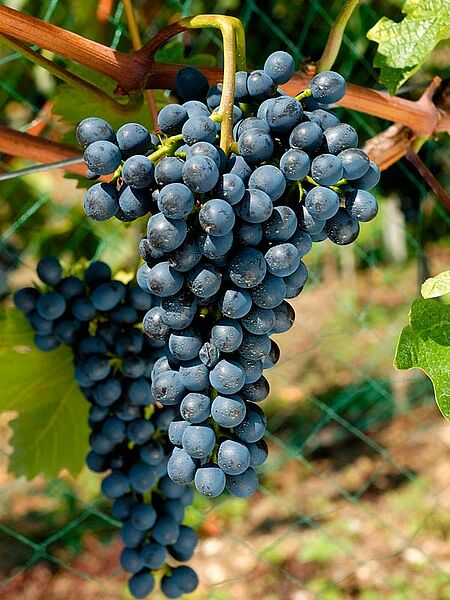 Gesunde Divico-Rebstöcke mit natürlicher Krankheitsresistenz für exzellenten Wein