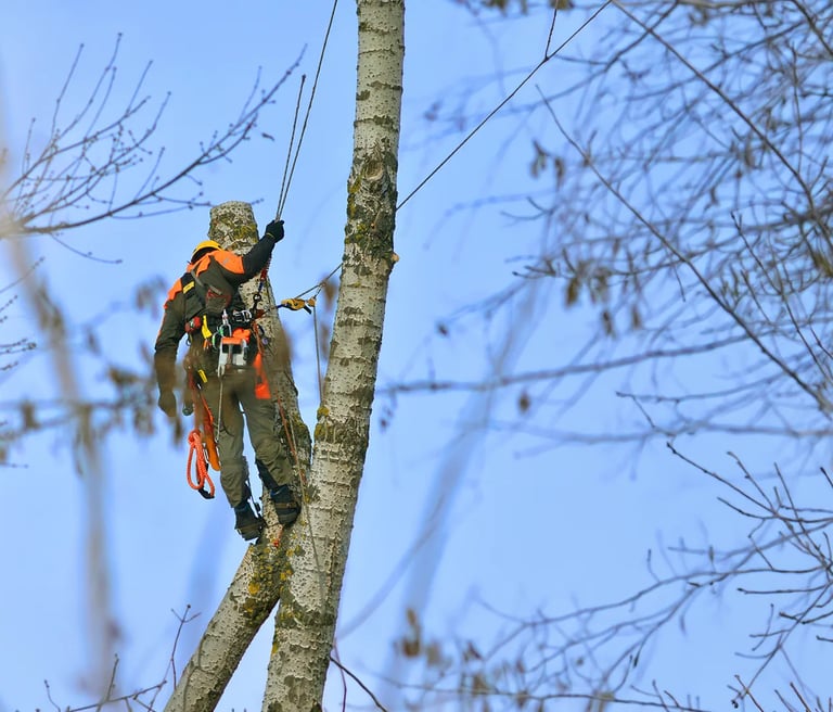 Owners Will Vanhoose and Tyler Arnold removing a tree over a home safely