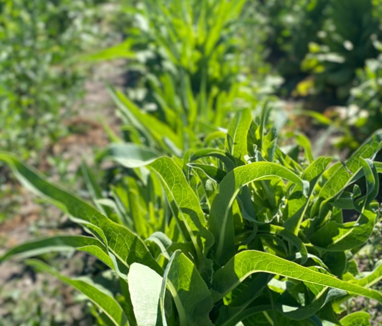 Stamsalat med grønneblade i rækker på mark