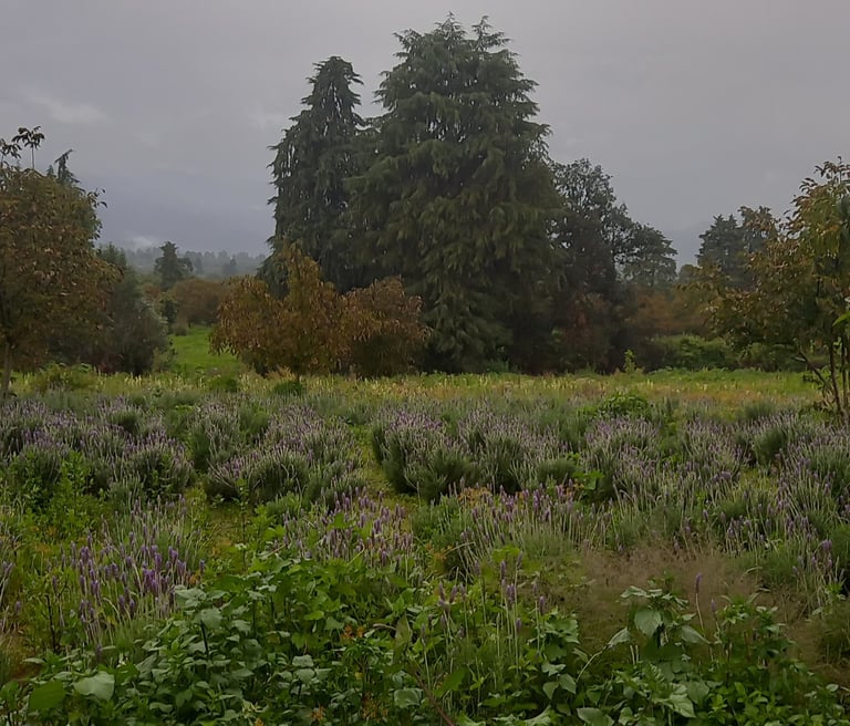 Campos de lavanda con cielo nublado y montañas