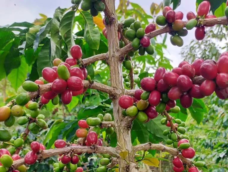 Ripe Arabica coffee cherries in the Gayo Highlands, Sumatra – source for Dwipa Coffee exports