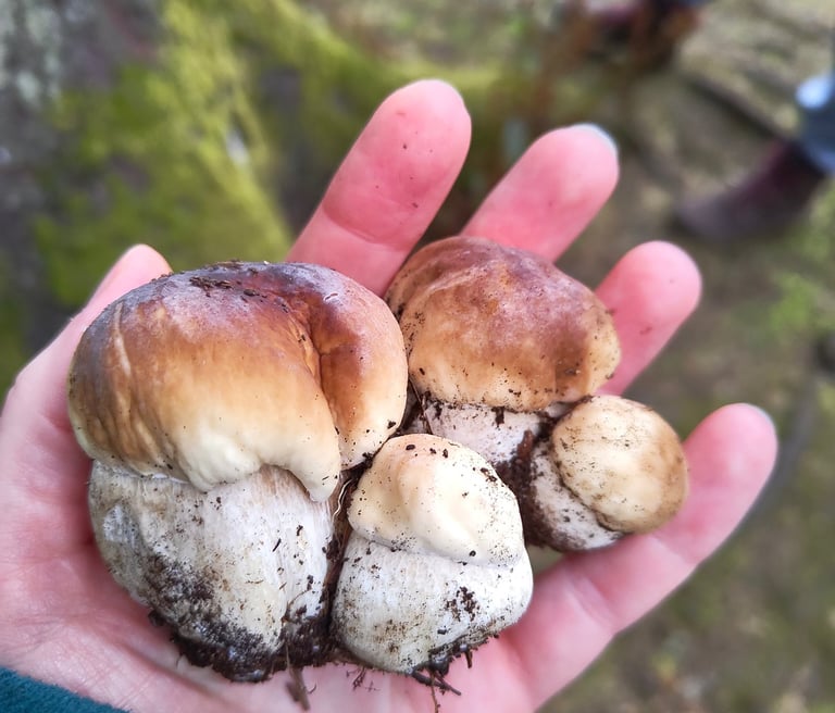 a person holding cep mushrooms in their hands