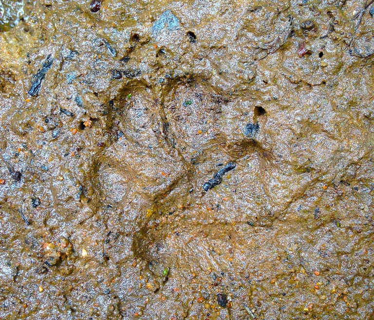 Trace de renard roux