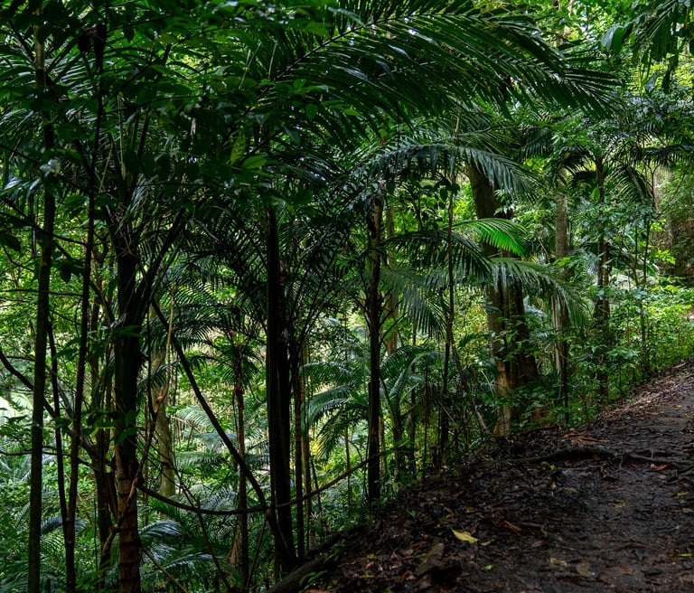 Martinique foret photo