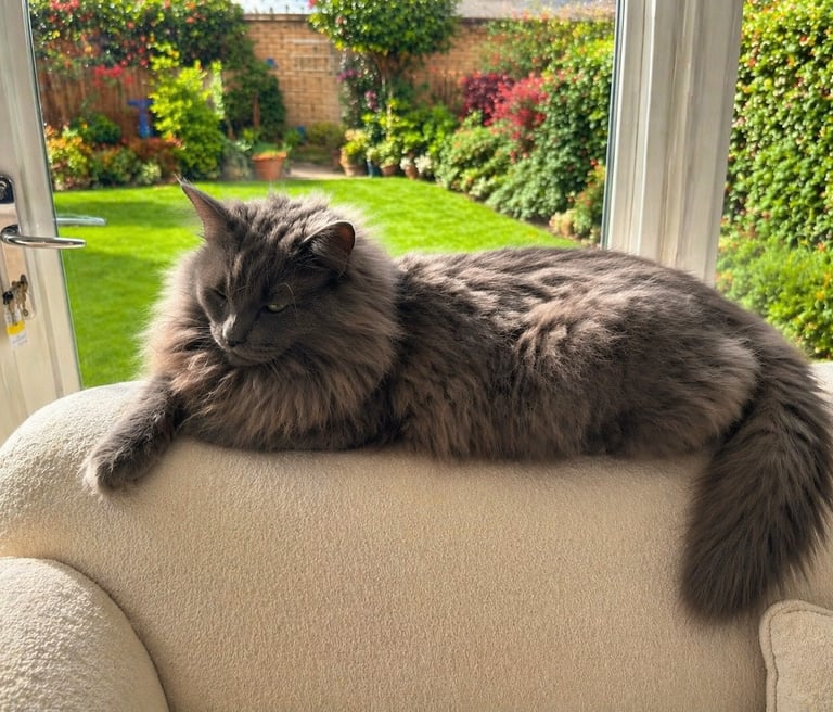 Monty on his favourite perch, enjoying the sunshine.