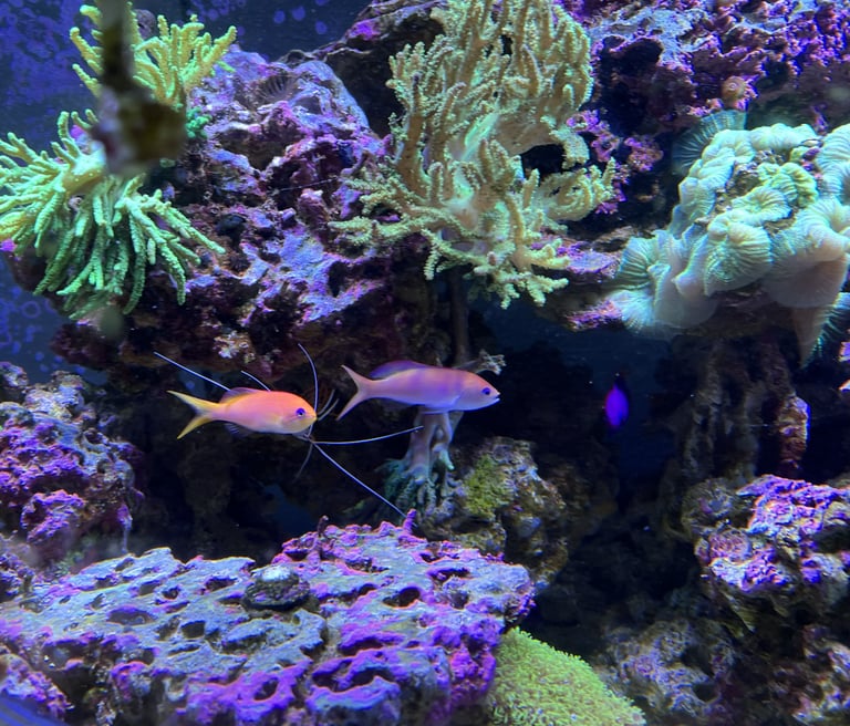 Vibrant orange and pink anthias fish swimming among green coral and purple reef rocks in an aquarium.