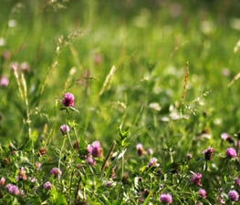 Naturalistic lawn