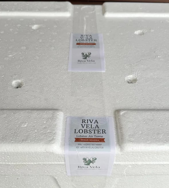 Sistem pengemasan lobster Riva Vela dengan suhu terkontrol untuk menjamin tingkat kelangsungan hidup