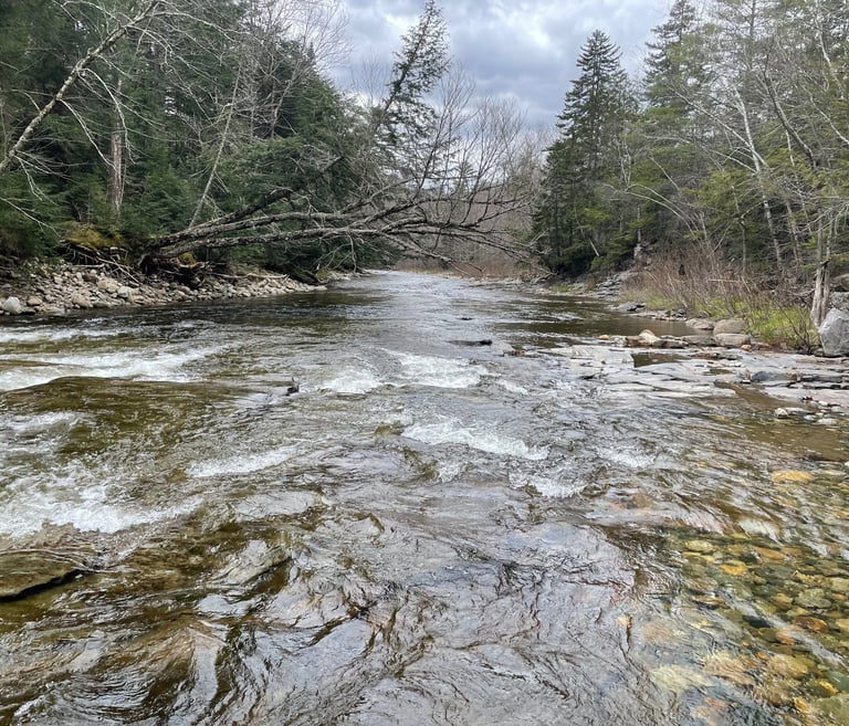 a stream running through a forest with trees and rocks
