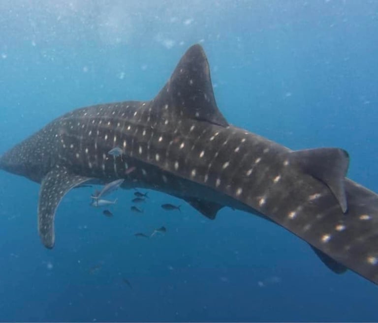 swimming with the whale shark Puerto Princesa Palawan