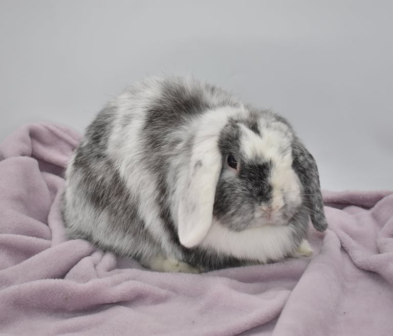 Hot Cross Buns' Francesca - VM Magpie Holland Lop Doe on lavender and white background