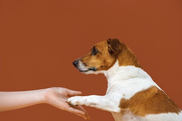 pet friend