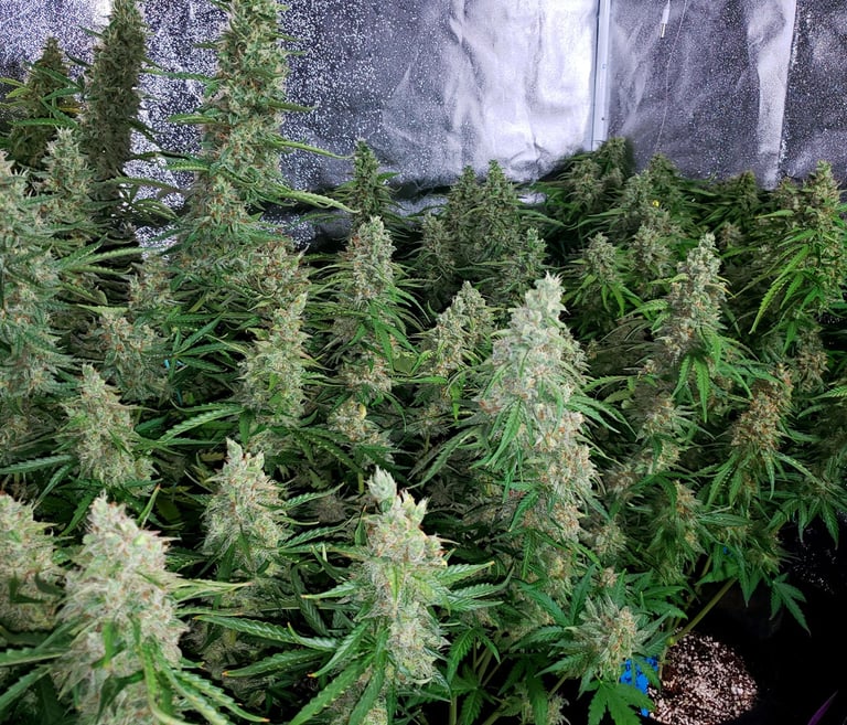 Cannabis Plants
