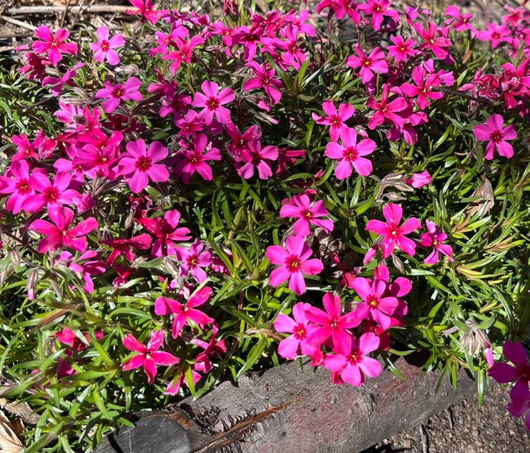 Moss phlox in full bloom
