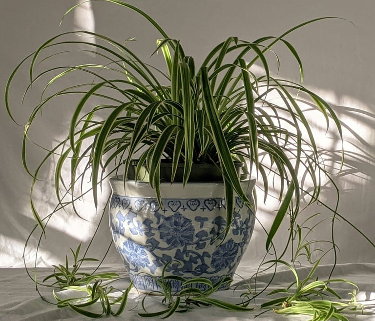 Spider Plant Chlorophytum comosum