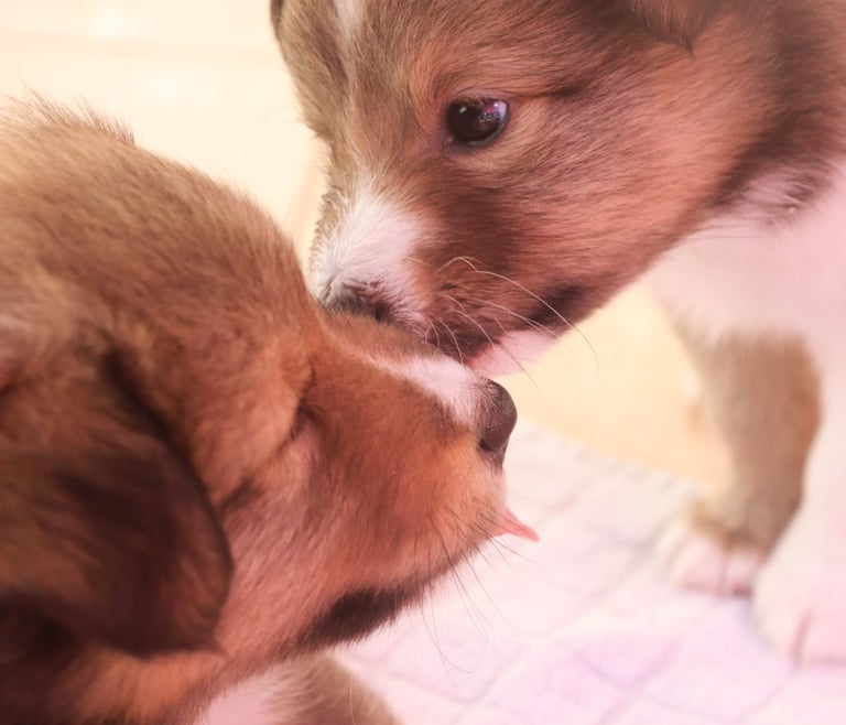 Cachorros de Pastor de las islas de shetland, shetland sheepdog