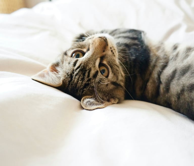 a pet cat lying on a bed for animal healing