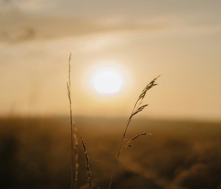 Golden Hour view of the sun with plants representing subtle energy