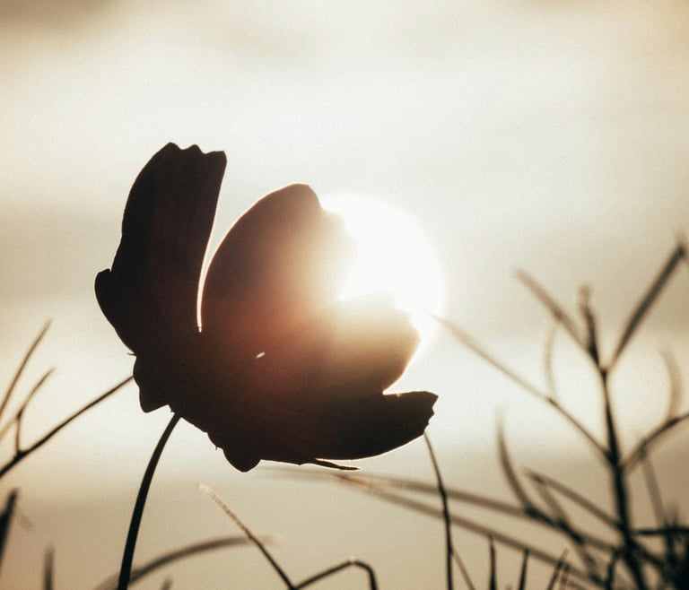 sun shining through a flower signifying clean energy