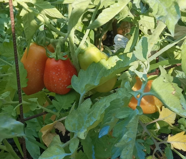 The Roma are ripening