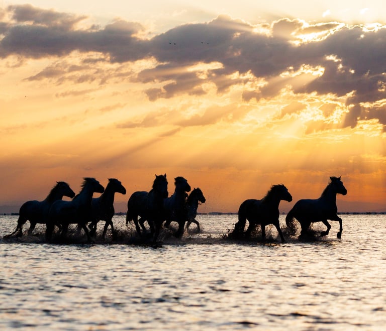 a group of horses running through the water
