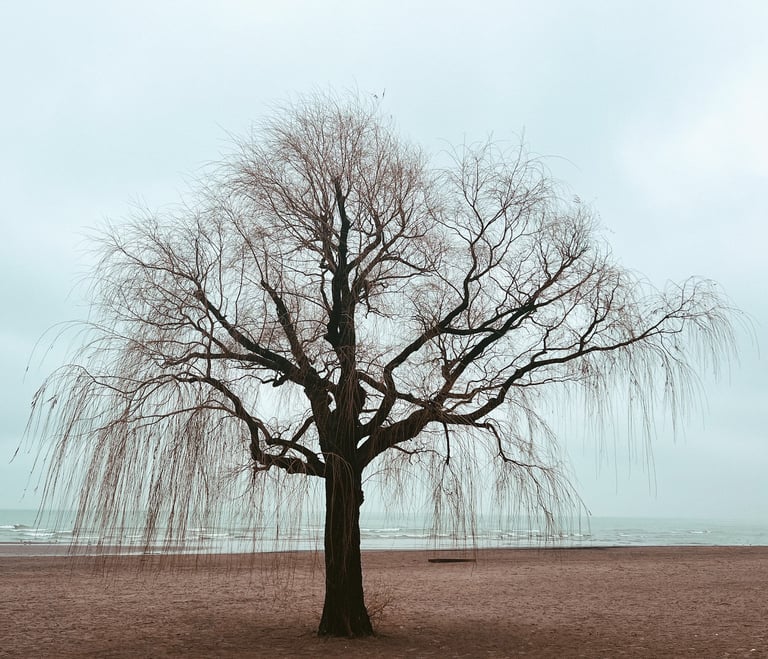 A bare willow tree on a sandy lakeshore under a soft, overcast sky, evoking a sense of calm, solitude, and natural beauty.