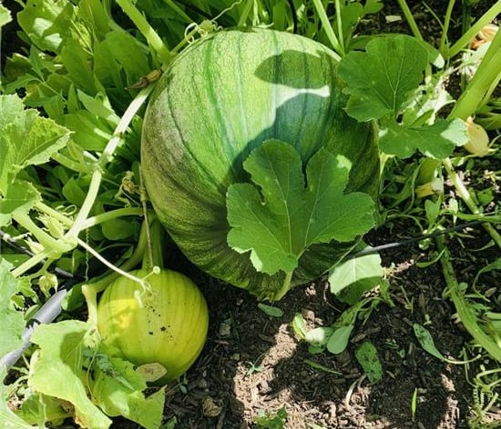 Two melons growing on vines