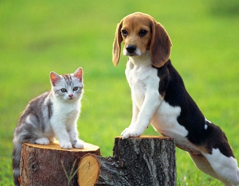 a dog and a cat sitting on a tree stump stump