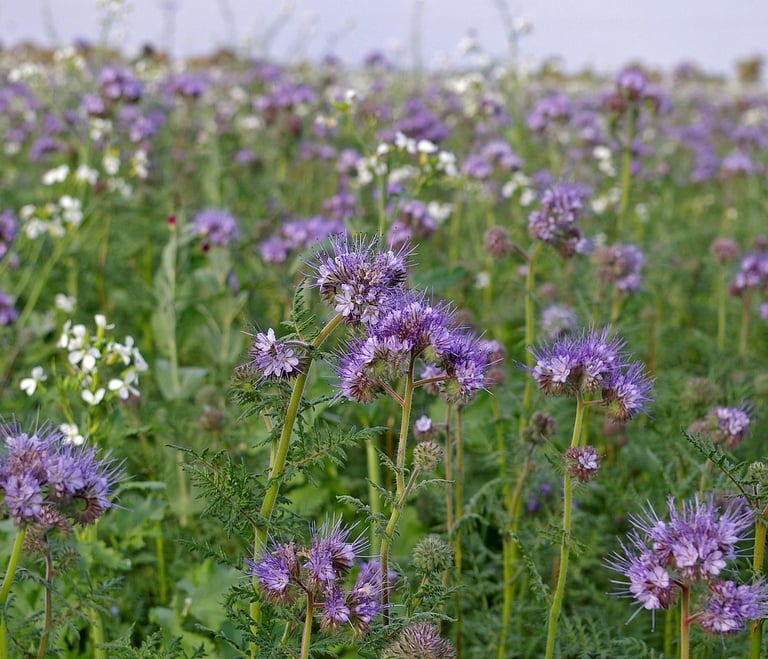 A vibrant field of purple phacelia honey flowers blooming in a lush green meadow.
