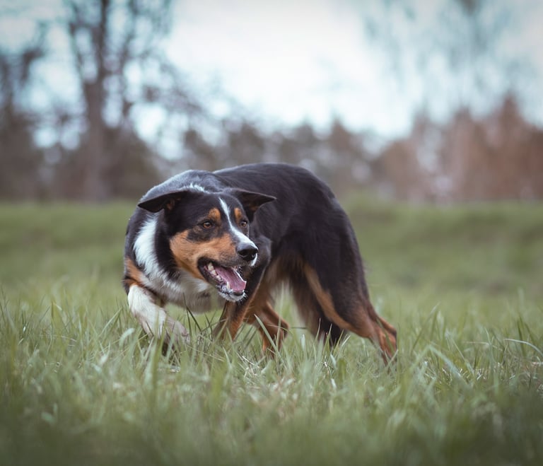 Border Collie Breeder | Border Collie Kennel | Border Collie Puppies