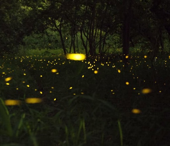 Firefly watching Puerto Princesa Palawan