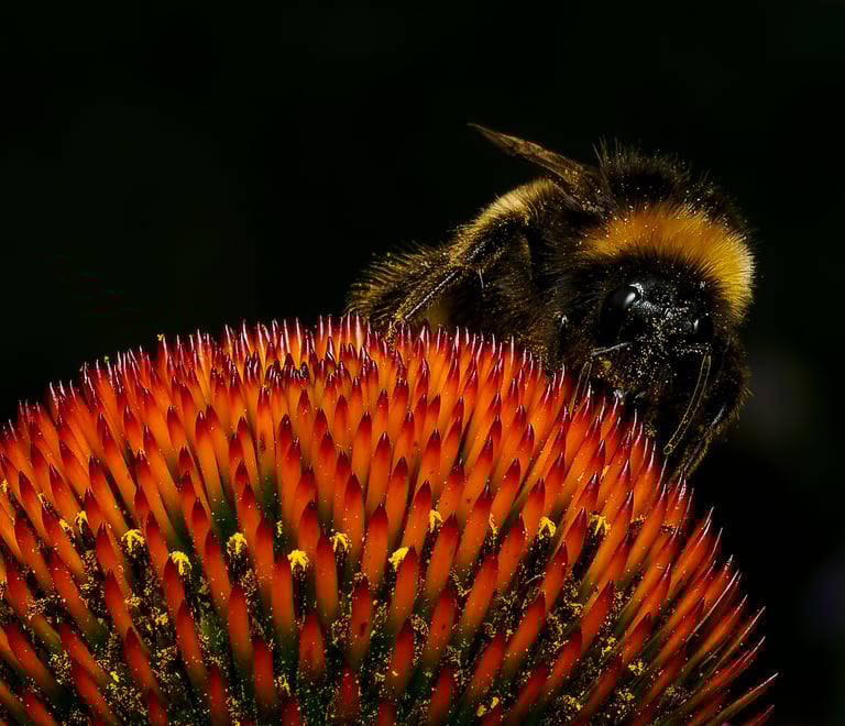 A buff-tailed bumblebee on an echinacea flower at Chelsea Physic Garden