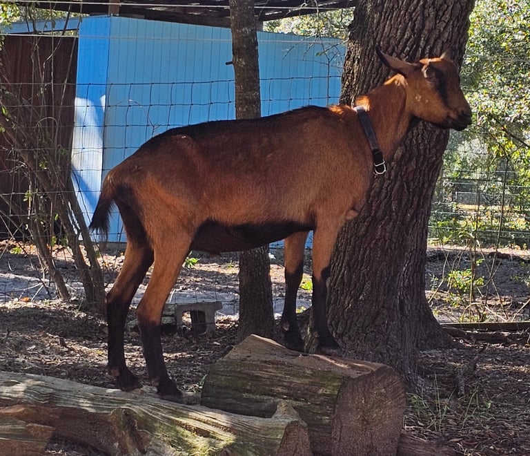 Oberhasli goat whether standing on two logs with blue shed in background