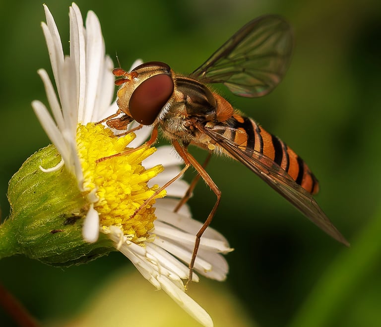 A marmalade hoverfly, East London