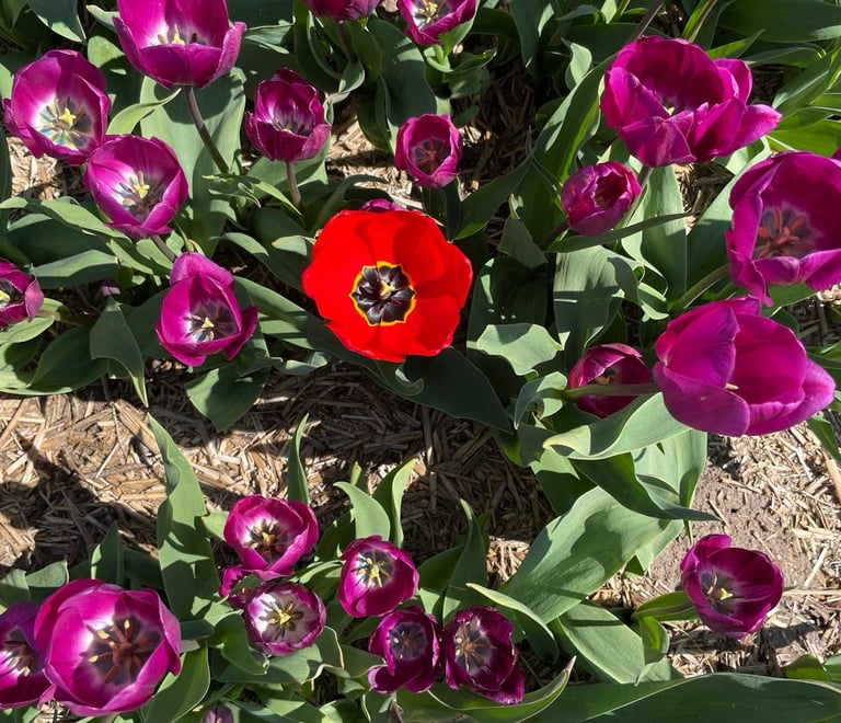 En rød tulipan blandt mange lyserøde.