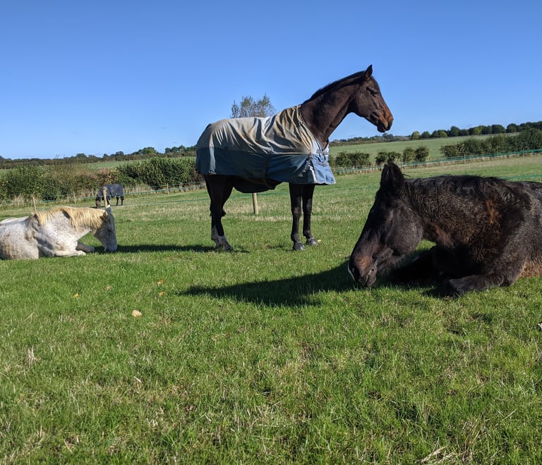 Happy horses at our livery yard