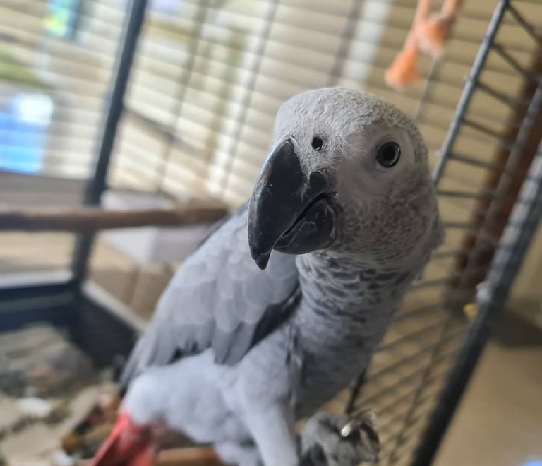 Cheap African Grey parrots for sale