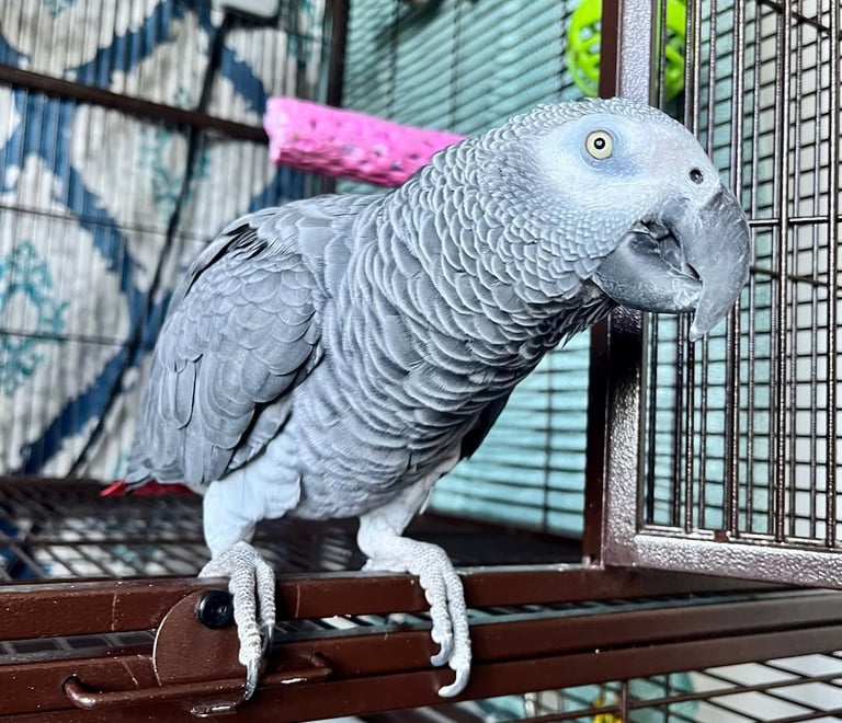 Adopt African Grey near me