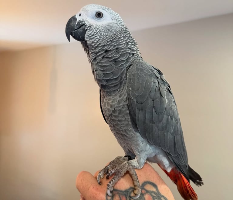African Grey Parrot for Rehoming