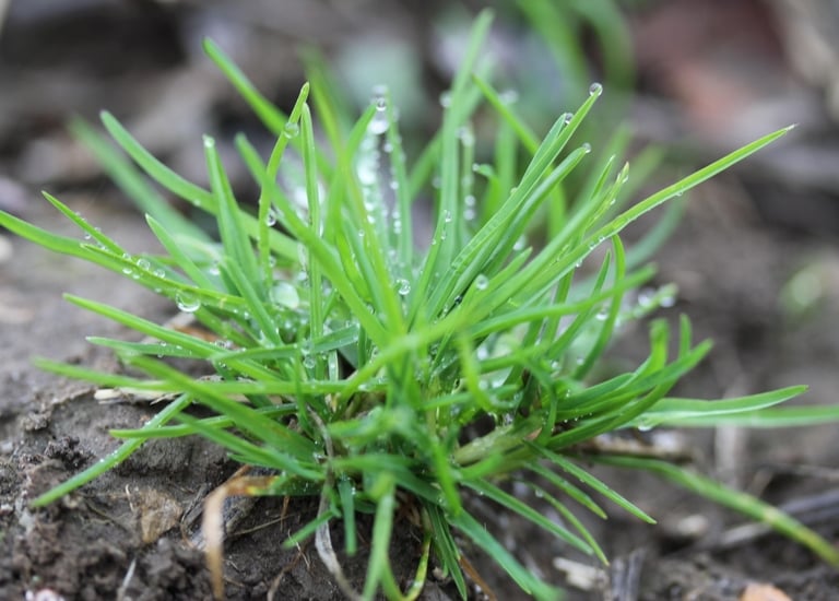some Annual Bluegrass weeds growing in browb soil