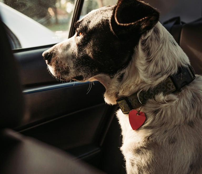 Ensure PetCare provides safe, stress-free pet taxi services for dogs, cats, rabbits, and guinea pigs
